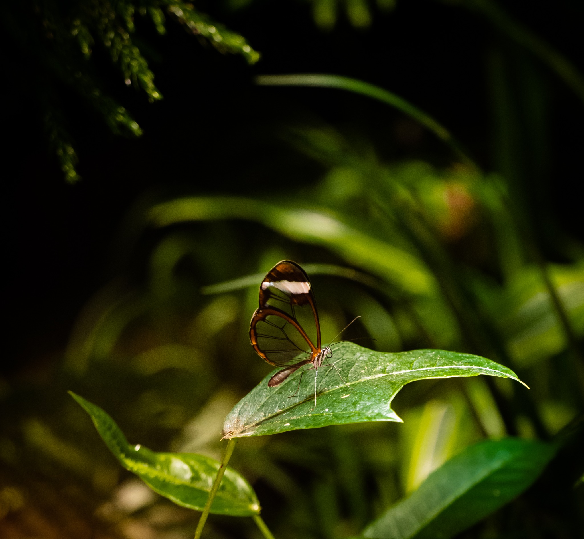 Butterfly with translucent wings resting on a green leaf