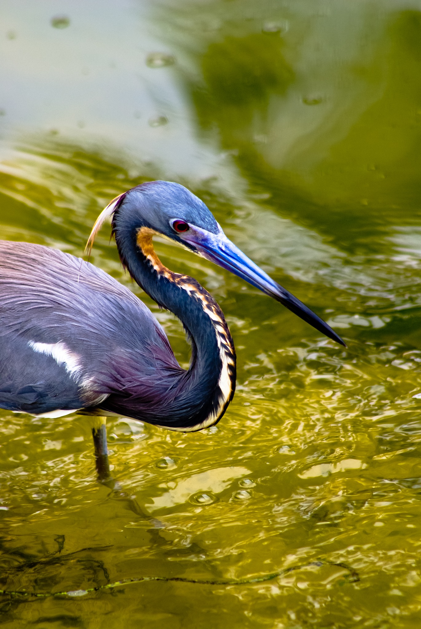 Close portrait of a heron standing in shallow green water