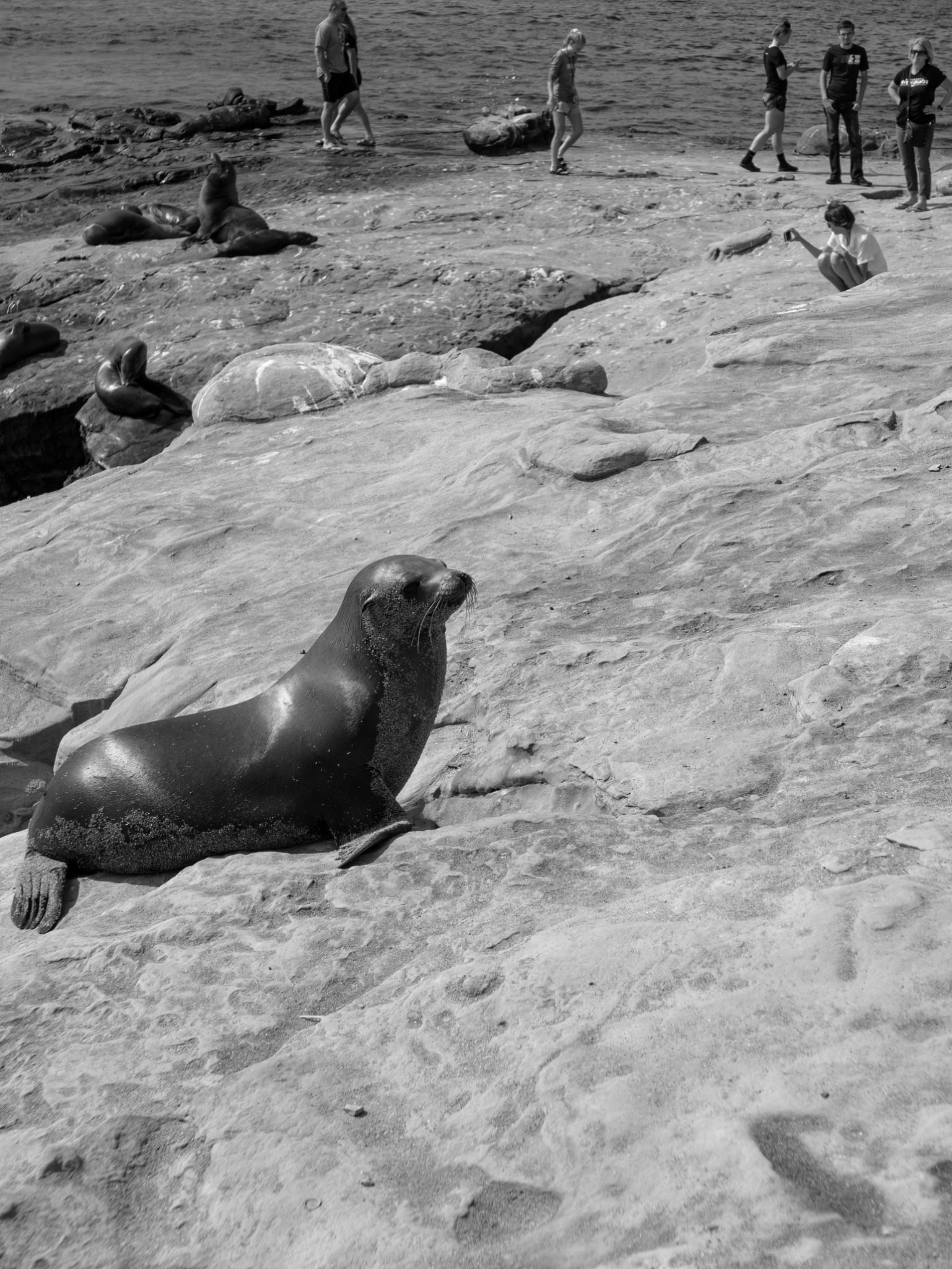 Black-and-white photograph of sea lions resting on a rocky shore